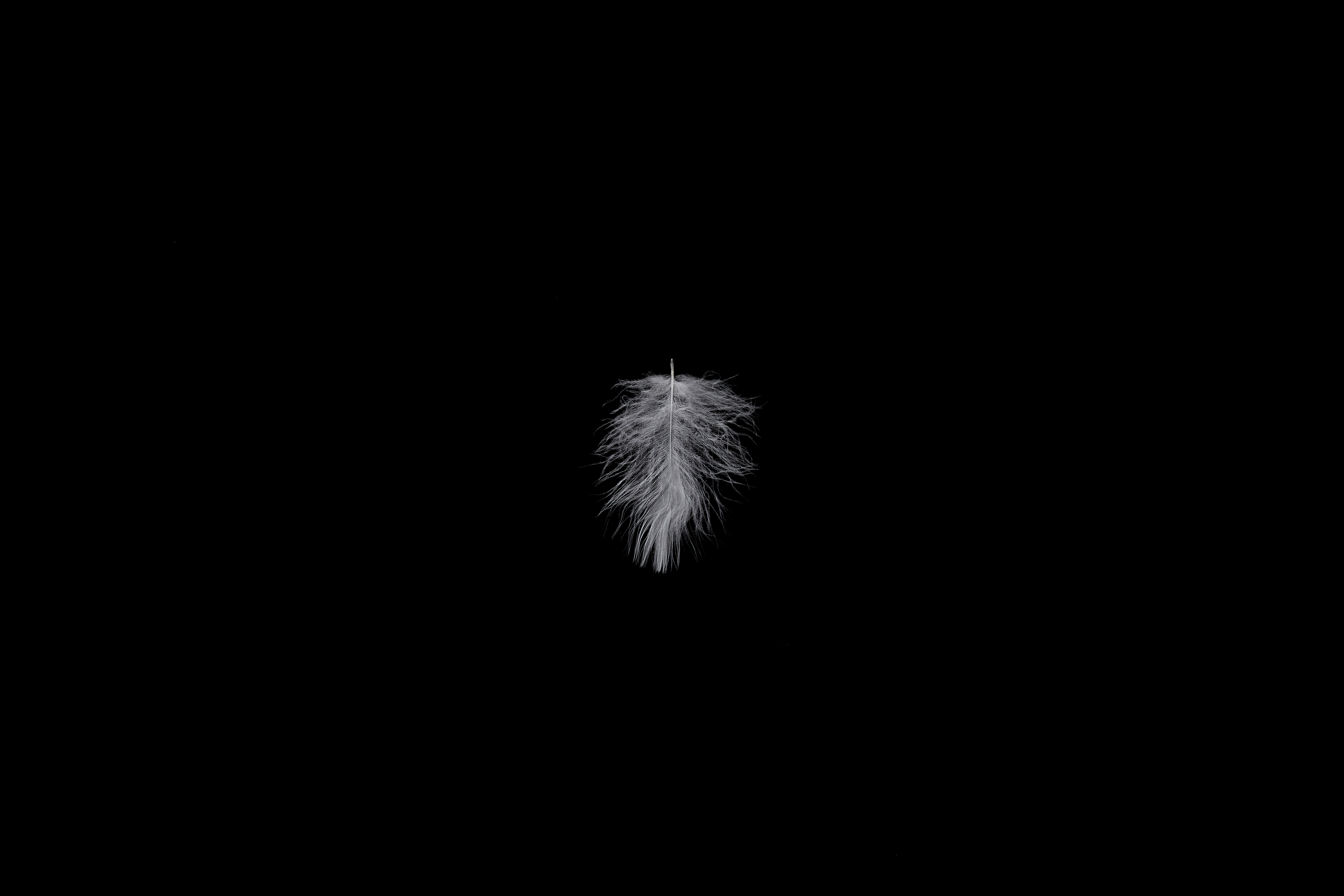 깃털 FEATHER