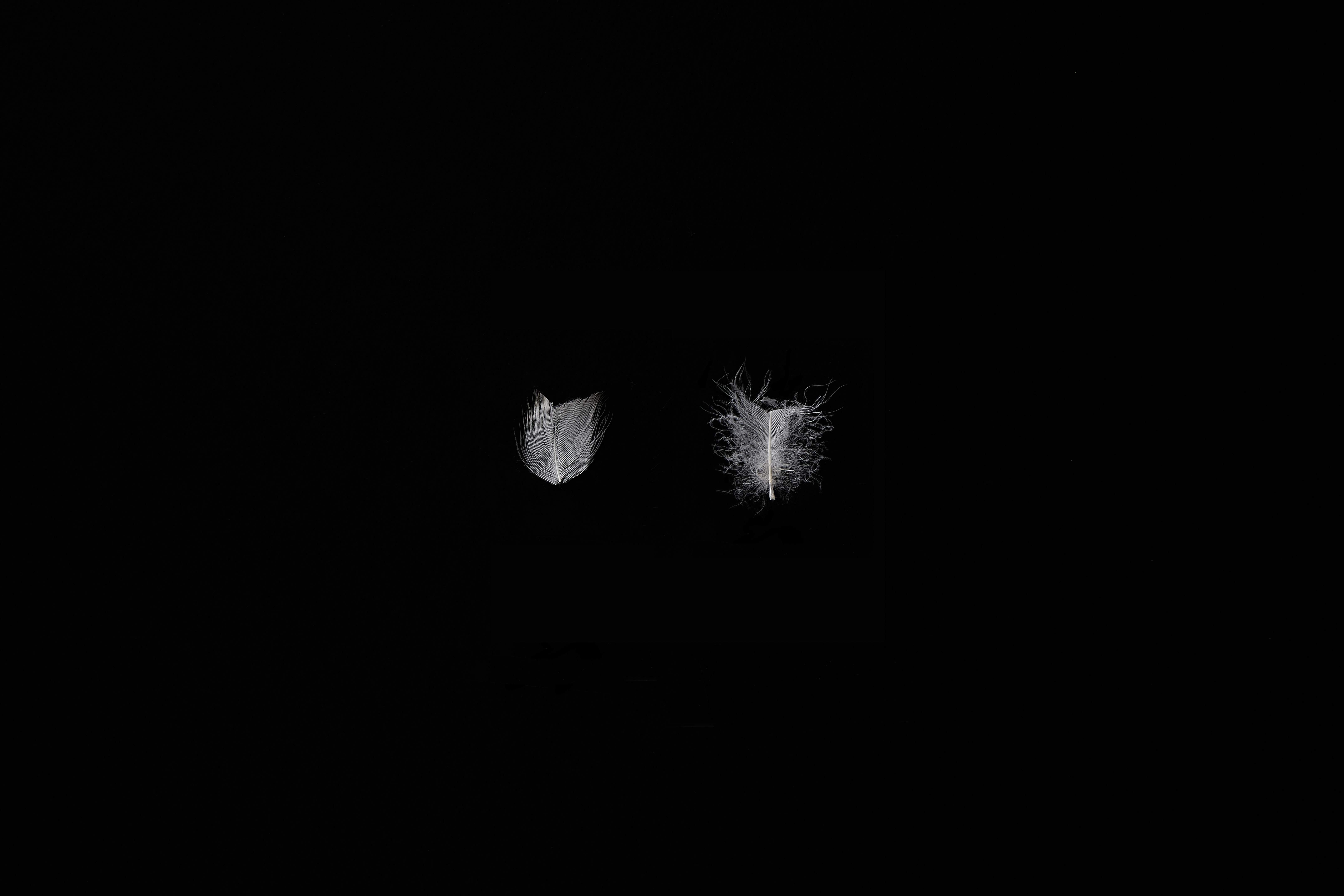 손상깃털 DAMAGED FEATHER