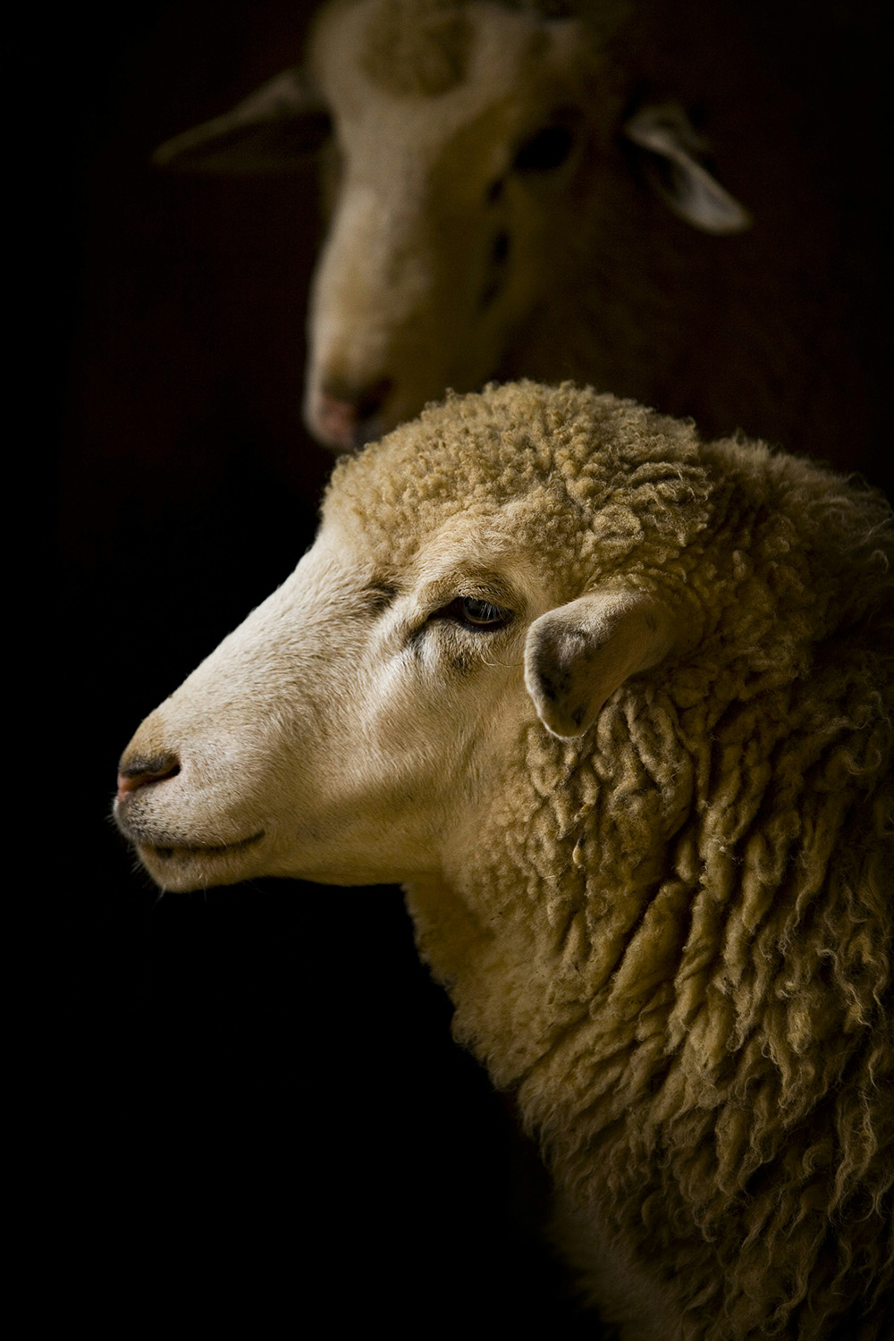 스너그울 Snug Wool